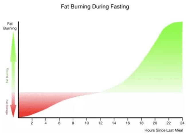 Visual representation of when fat burning happens after last meal