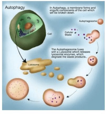 Visualization of how autophagy works