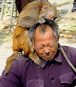 monkey on top of a man's shoulder