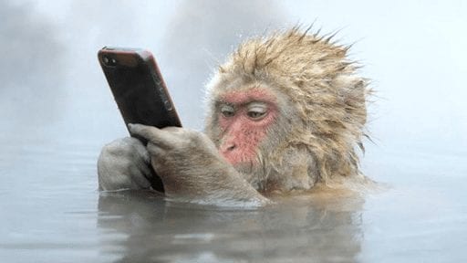 a monkey holding a phone
